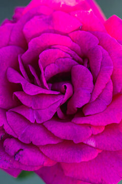 Close-up view of vibrant pink rose petals displaying intricate textures and details, with soft green foliage blurred in the background enhancing the floral composition