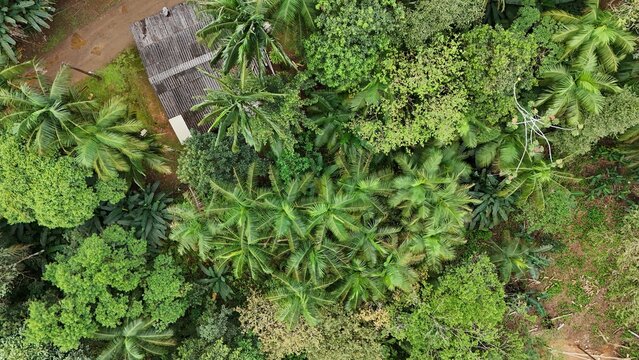Palmito Ju&ccedil;ara - Euterpe edulis