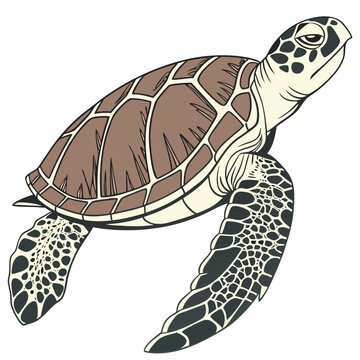 turtle vector illustration