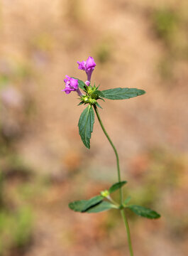 Macrophotographie d'une fleur sauvage - Gal&eacute;opside interm&eacute;diaire - Galeopsis ladanum