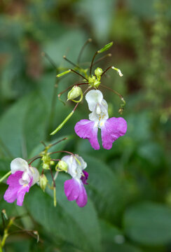 Macrophotographie d'une fleur sauvage - Balsamine de balfour - Impatiens balfourii