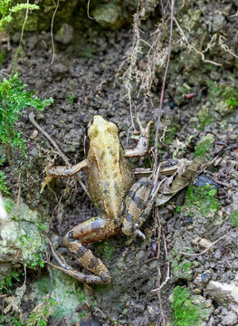Grenouille des bois - Lithobates sylvaticus