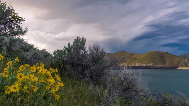View of yellow wildflowers and sagebrush along the shore of Lucky Peak Lake under a dramatic stormy sky in Ada County, Idaho, United States.