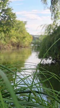 Revealing a calm river from behind green grass
