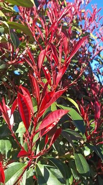 Red and green Photinia leaves close up, vibrant colorful foliage against blue sky, ornamental garden shrub, nature botanical background for landscape and gardening content