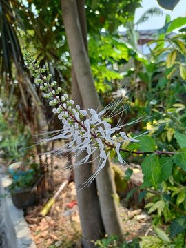 Orthosiphon Stamineus (Cat's Whiskers) Flower in Natural Sunlight