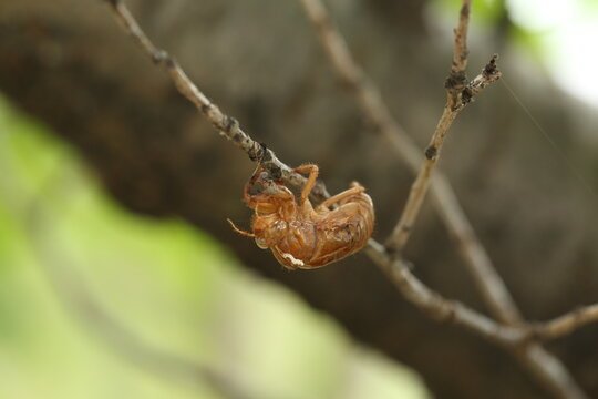 Summer scenery with a cicada exuvia clinging to a tree branch after emergence / 夏の風景 木の枝に残された羽化後のセミの抜け殻