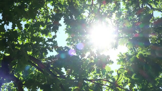 Dappled sunlight filters through dense green leaves. Branches stretch wide, forming natural canopy. Leaves rustle gently in soft breeze. Sunlight glints through gaps in  leafy cover