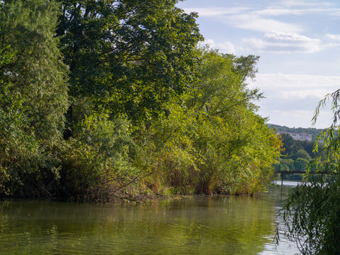 Lush green trees lining riverbank on a sunny day