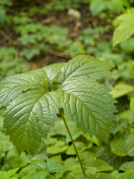 Lush green leaves growing in natural forest environment