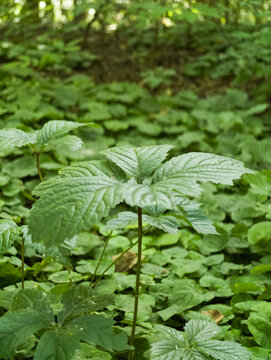 Forest floor growing lush green undergrowth plants