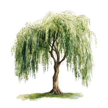 Willow Tree, watercolor design element isolated on white background