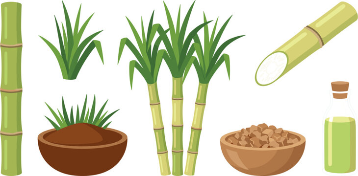 Sugarcane vector set with green stalks leaves brown sugar bowl and juice bottle illustration