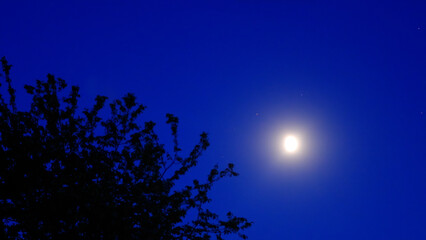 Moon on a night sky with nature silhouettes. © astrosystem
