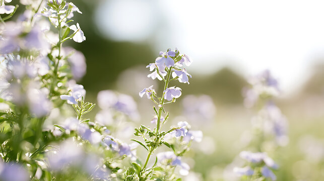 Delicate blue plumbago flowers bloom in a serene meadow under bright sunlight, capturing peaceful nature and tranquil garden beauty. xxxxx