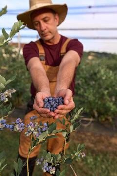 Farmer picking fresh blueberries on a farm.
