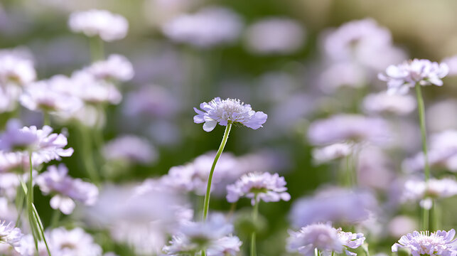 Beautiful Field Scabious or Knautia arvensis wild flower blooming in a sunny meadow with soft focus background natural organic botanical view