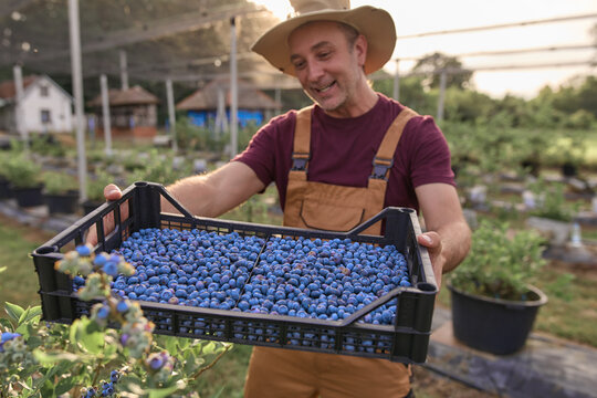 Farmer picking fresh blueberries on a farm.
