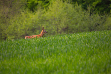 a roe deer walking in the grass © paweł.karol.stopa