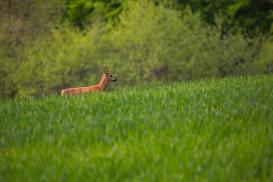 a roe deer walking in the grass