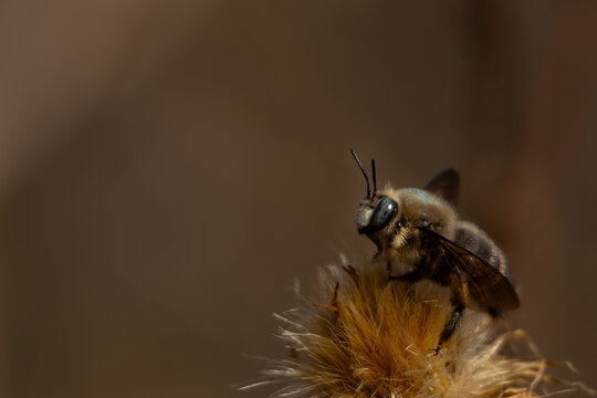 Closeup photograph of a Xylocopa species carpenter bee, a large hymenopteran pollinator, perching on dried plant seeds during a spring morning in its natural habitat in Himachal Pradesh, India.