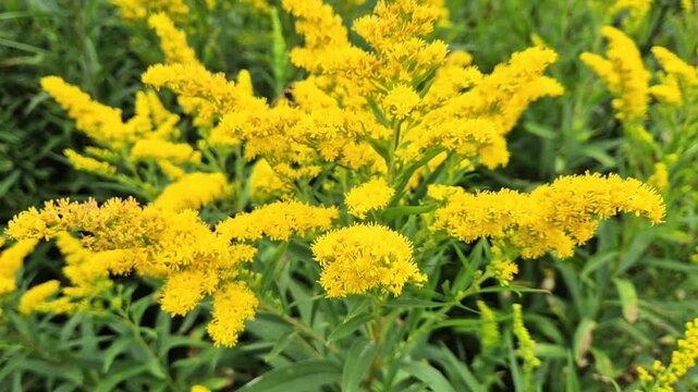 Bright yellow goldenrod flowers swinging in wind. Close-up panning of Solidago canadensis blooming. Autumn natural video background.
