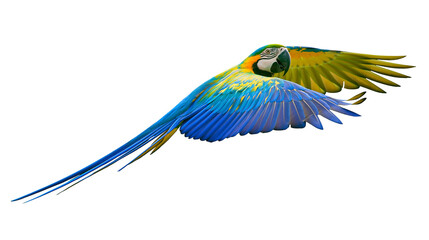 Blue and yellow macaw parrot in flight, isolated on transparent background © Niamh