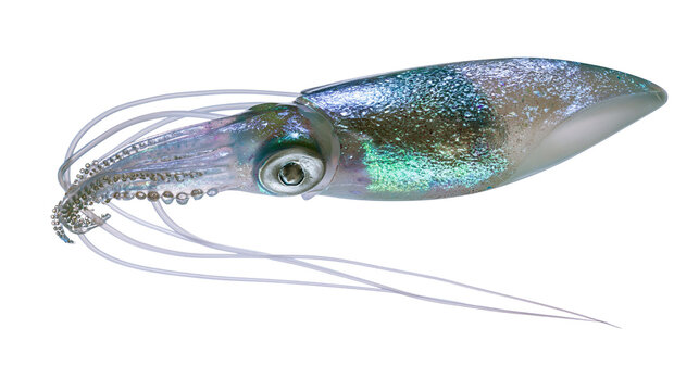 Sparkling iridescent squid fishing lure detailed tentacles and eye, isolated on transparent background