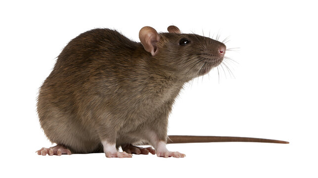 Brown rat with pink nose and whiskers, isolated on transparent background