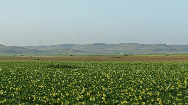 Panoramic view of neat rows of green vegetable farmland at sunset with distant hills and wind turbines in Qahar Right Middle Banner, Ulanqab, Inner Mongolia, China