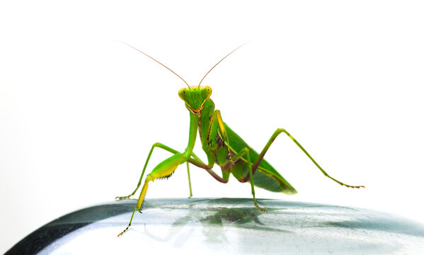 Green praying mantis standing on glass surface