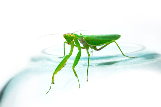 Praying mantis standing on glass with white background