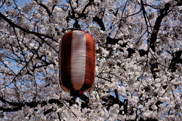 Cherry blossoms and red lanterns near Toyama Castle in spring, Japan © Tommy