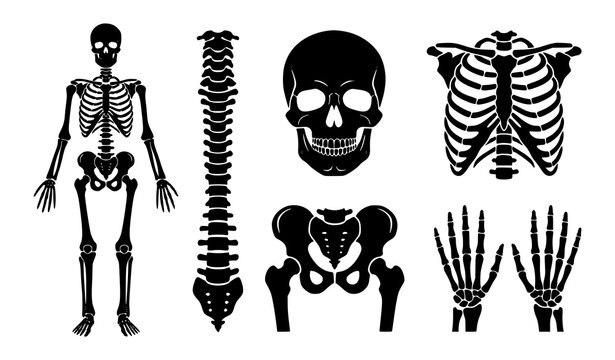 Spooky human bone skull ribcage anatomy Halloween black vector icon collection