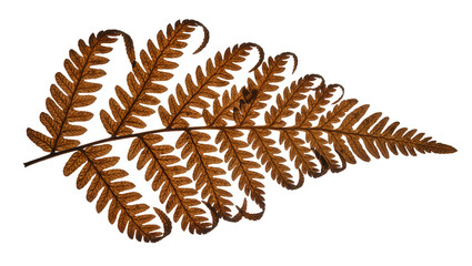 Dried brown fern frond with delicate curled edges, isolated on transparent background © Niamh