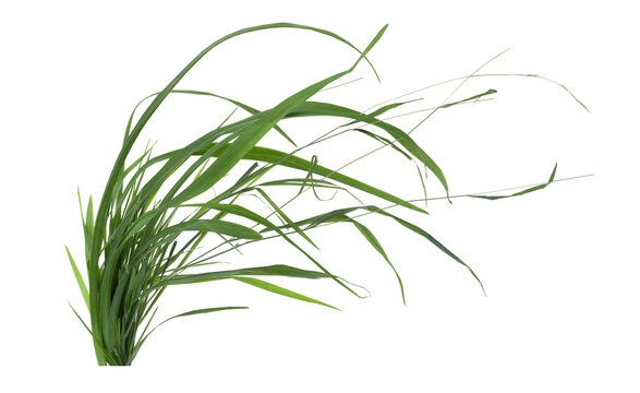 Green grass clump growing with transparent background