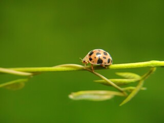 The ladybug is a small insect, measuring 1–10 mm, known for its striking red shell and black spots. © Ainur