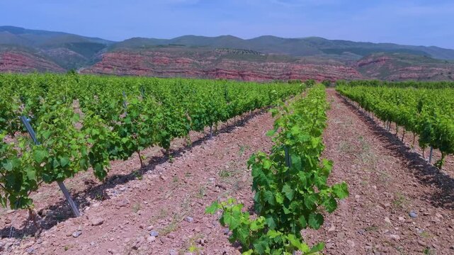 Aerial drone view of vineyards and crops near the village of Herce in the Arnedo region. Eastern Rioja or Lower Rioja. Autonomous Community of La Rioja. Spain. Europe