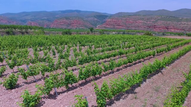 Aerial drone view of vineyards and crops near the village of Herce in the Arnedo region. Eastern Rioja or Lower Rioja. Autonomous Community of La Rioja. Spain. Europe