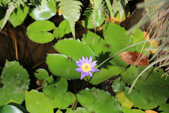 Purple tropical water lily blooming in pond among green lily pads at subtropical botanical garden.