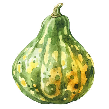 Watercolor illustration of Gourd, isolated on white background