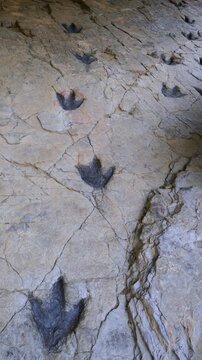 Dinosaur footprints (ichnites) at the Los Cayos site in Cornago, Cervera region, Eastern Rioja or Lower Rioja, Autonomous Community of La Rioja, Spain, Europe