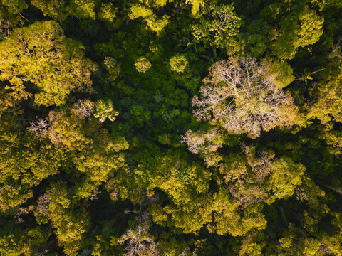 Aerial view of the dense rainforest canopy surrounding a feature, featuring vibrant green and golden foliage, diverse tree textures, and sunlight in El Retiro, Sucumbios, Ecuador.