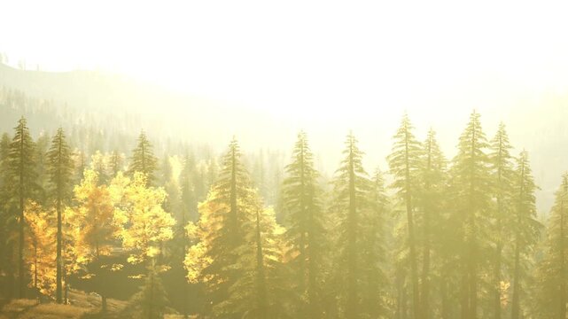 Sunlight filters through tall trees in a forest. The leaves display yellow and orange colors. It is autumn. The scene shows a gradual change in daylight.