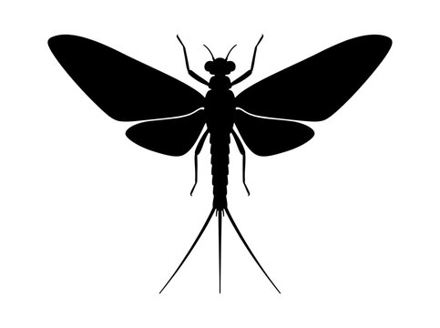 A black silhouette of a mayfly - ideal for nature illustrations, ecological studies, logo design, and educational materials about insects