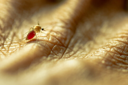 Engorged Mosquito Resting on Human Skin Macro