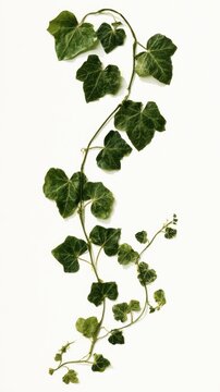 Pressed trailing ivy leaves, dried botanical art, pure white background