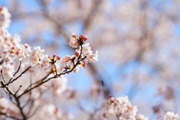 桜と青空 © IJN09361