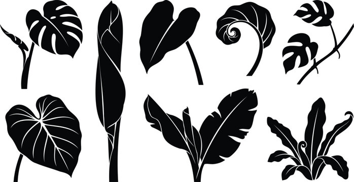 Set of black tropical leaf silhouettes and exotic plants