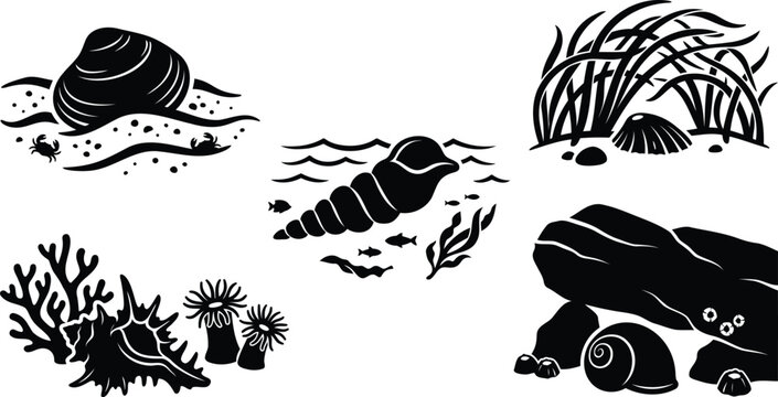 Black and white seashell and marine life vector set